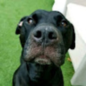 Meet your Posher, Cara